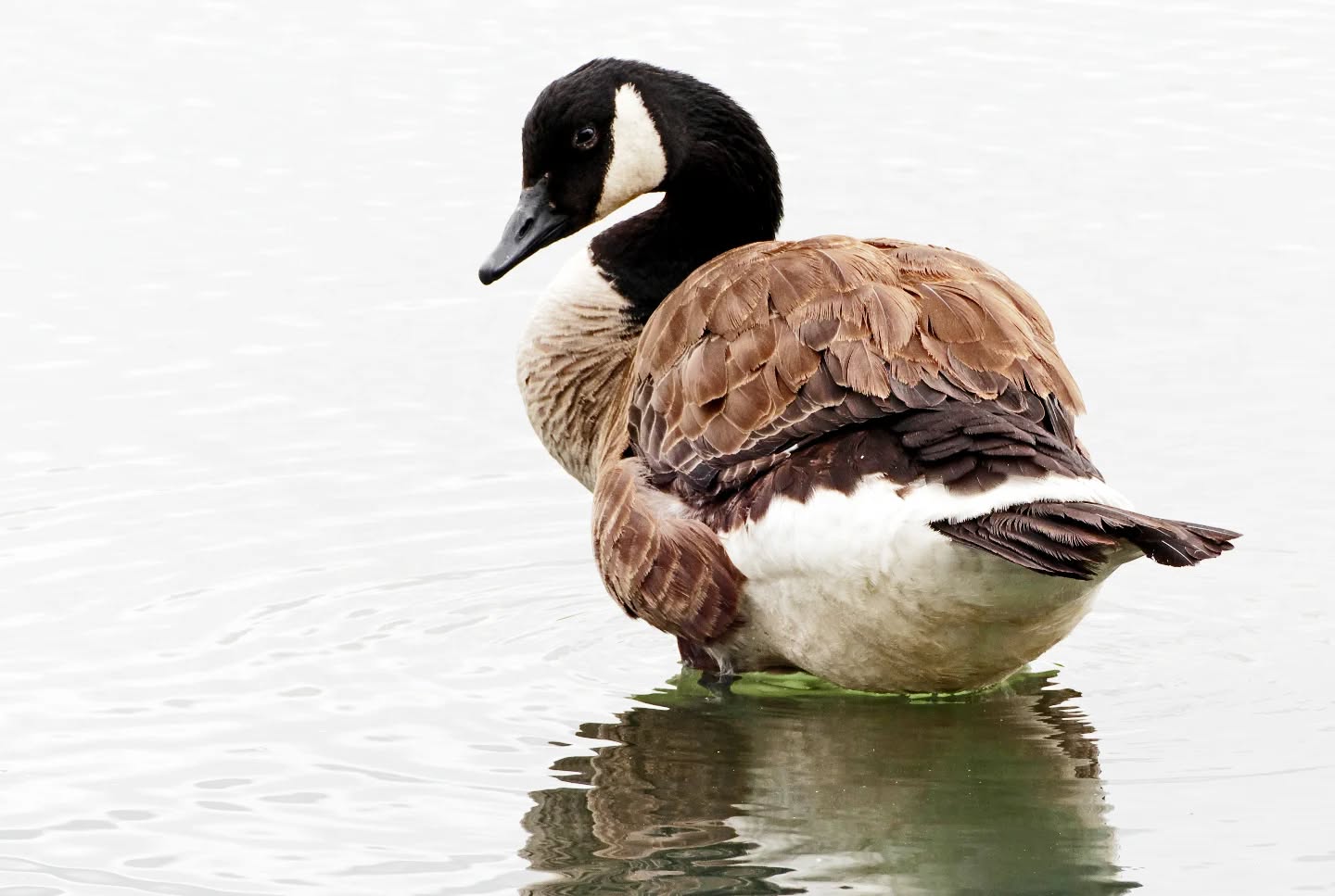 Friendly reminder that it's still nesting season! If nests are found on or adjacent to routes, please pass the information along so we can avoid disturbing our cliffside neighbours.

There is a rather defensive Canada Goose who has built a nest near the escarpment edge. The nest is right before or around the area of the emerging underground spring (Hardman Wall Area). Conservation Halton may mark the nesting area. There is no need to close any routes, but please be respectful of the birds, give them space, and do not disturb their nest.

There is also a vulture nest near Old Time Zipper at Devil's Glen, and ravens have been seen going to raid eggs from the vulture nest.

For most birds, nesting season runs through May and fledglings are often hatching now through June. Climb respectfully and enjoy this glimpse of nature's lifecycle from afar!
